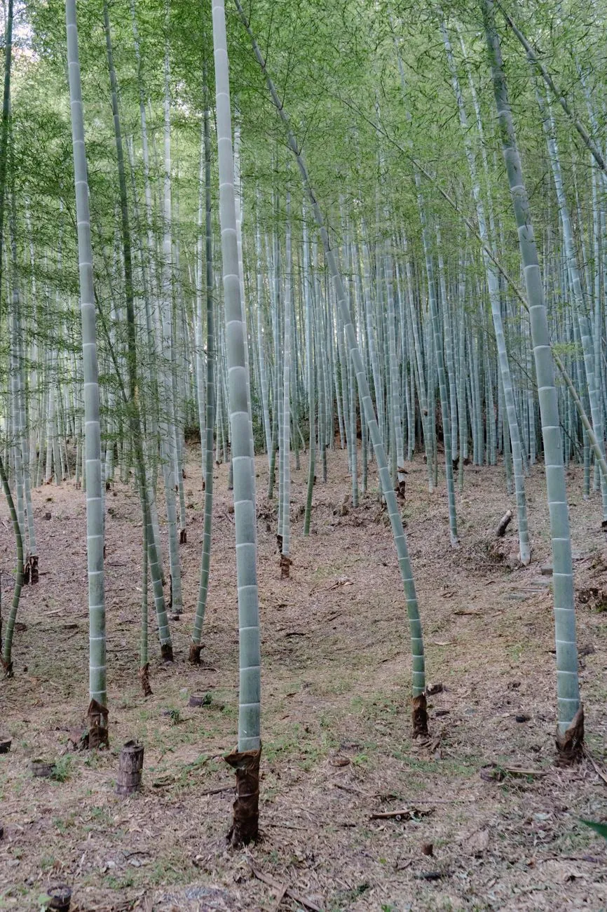 嵐山・嵯峨野の竹林の小径